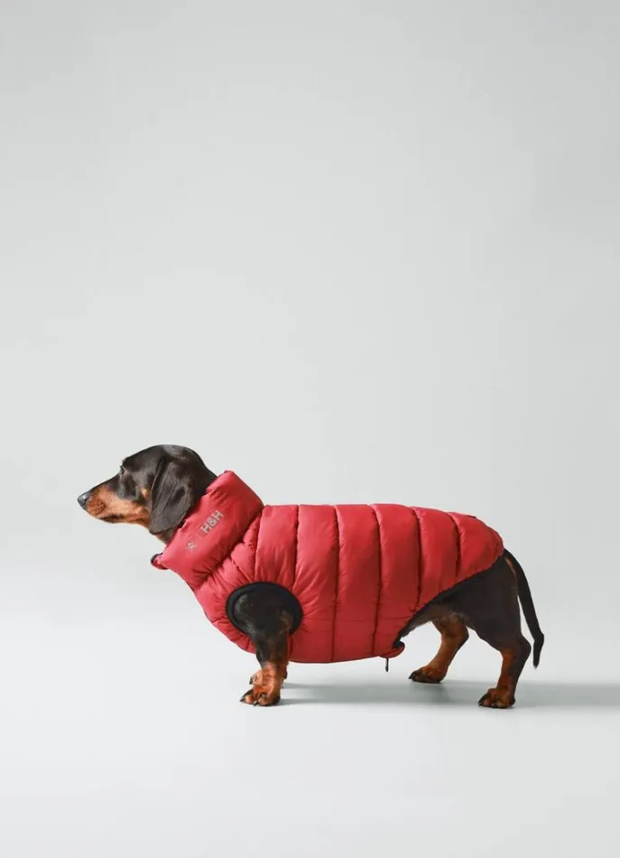 Men Hackett X Hugo and Hudson Hackett London Reversible Puffer Jacket For Dogs 8211 Small Winenavy Men Hackett X Hugo and Hudson Hackett London Reversible Puffer Jacket For Dogs 8211 Small Winenavy